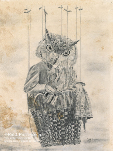 Anicurio #10 (Owl)© - Pencil Illustration